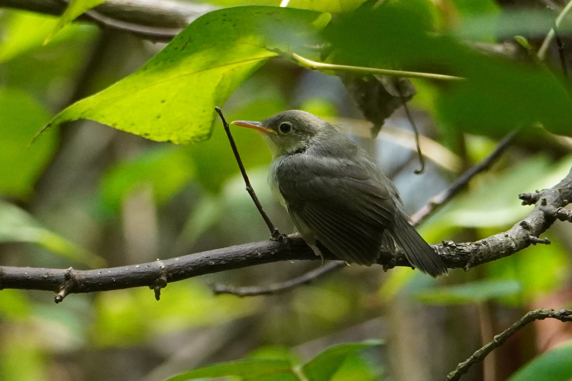 Ashy Tailorbird (Orthotomus ruficeps), photo 5