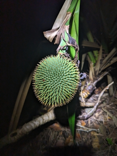 Scrub Breadfruit (Benstonea monticola)