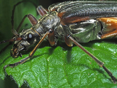 Stenocorus meridianus