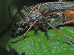 Stenocorus meridianus