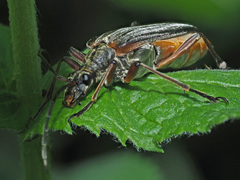 Stenocorus meridianus