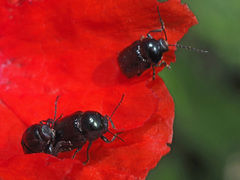 Cryptocephalus violaceus