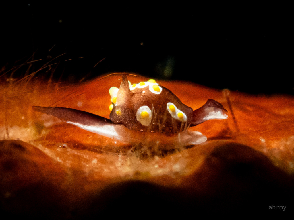 Fried Egg Bubble Snail