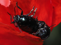 Cryptocephalus violaceus