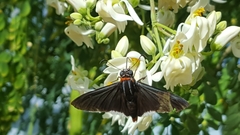 Elbella dulcinea