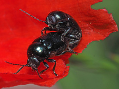 Cryptocephalus violaceus