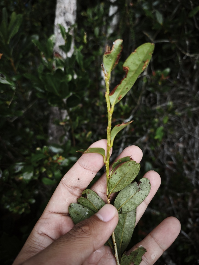 Nothofagus brassii Steenis 2