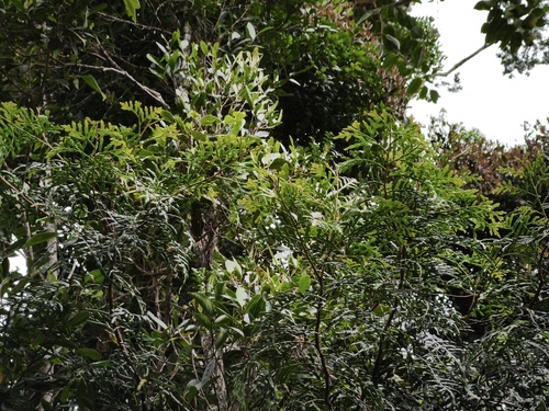 Papuacedrus papuana observed 2026-02-16