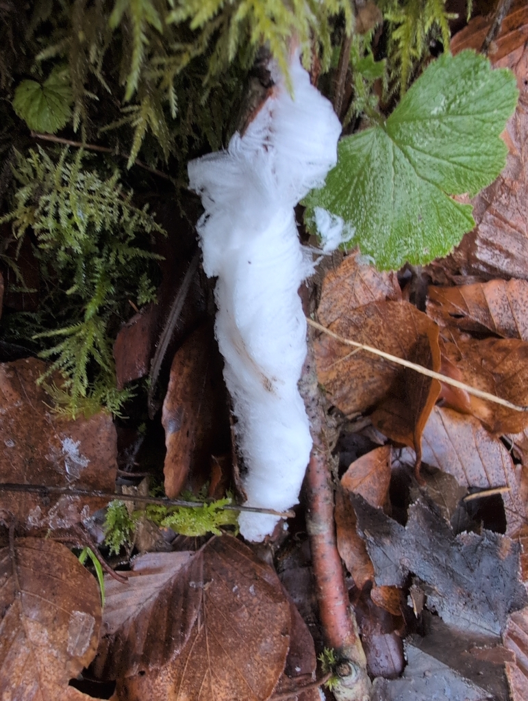 Exidiopsis effusa · February 2026 · photo: © nature_chick (iNaturalist, cc0)