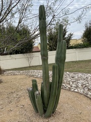 Lophocereus