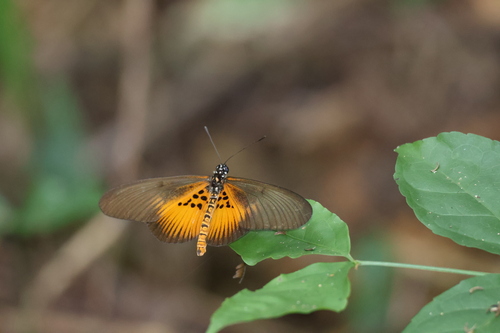 Acraea vestalis
