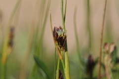 Juncus castaneus