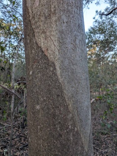 Eucalyptus major