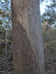 Eucalyptus major