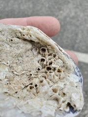 Amphibalanus eburneus