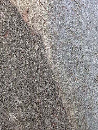 Eucalyptus major, photograph 2