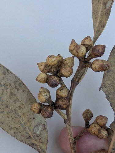 Eucalyptus major, photograph 3