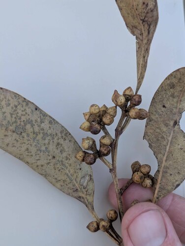 Eucalyptus major, photograph 5