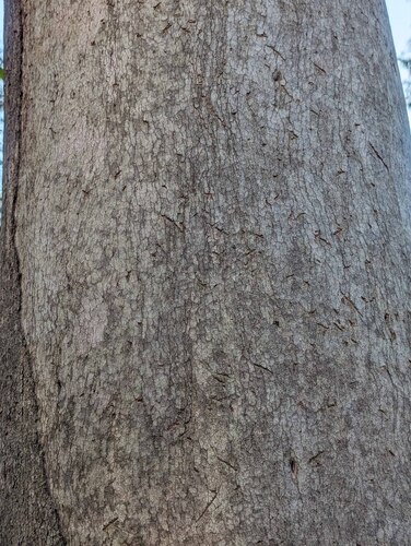 Eucalyptus major, photograph 4