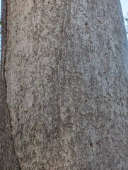(c) Lewis, some rights reserved (CC BY-SA) Eucalyptus major, photograph (c) Lewis, some rights reserved (CC BY-SA)