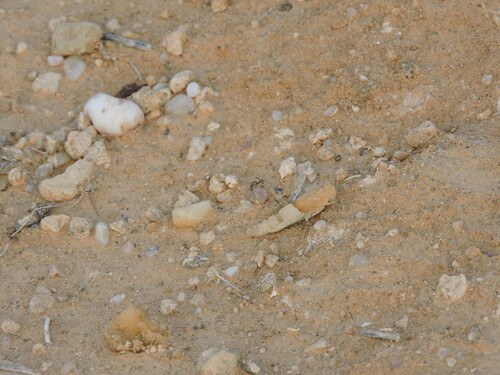 Sphingonotus tricinctus
