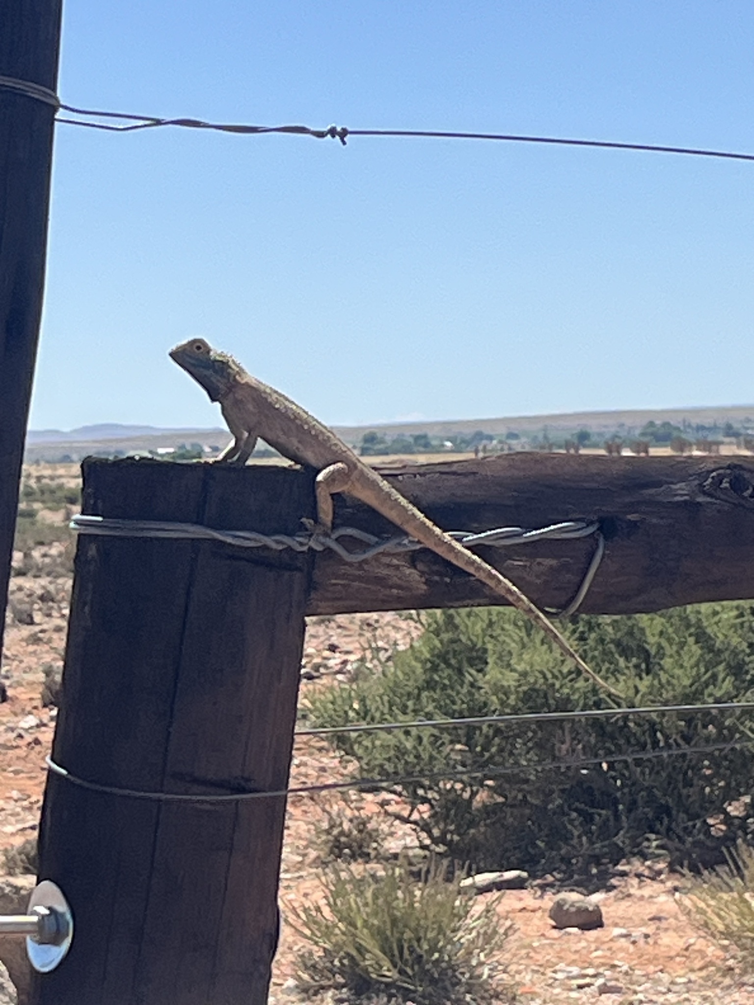 Agama aculeata Merrem, 1820