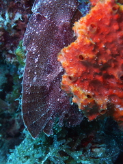 Leaf Scorpionfish