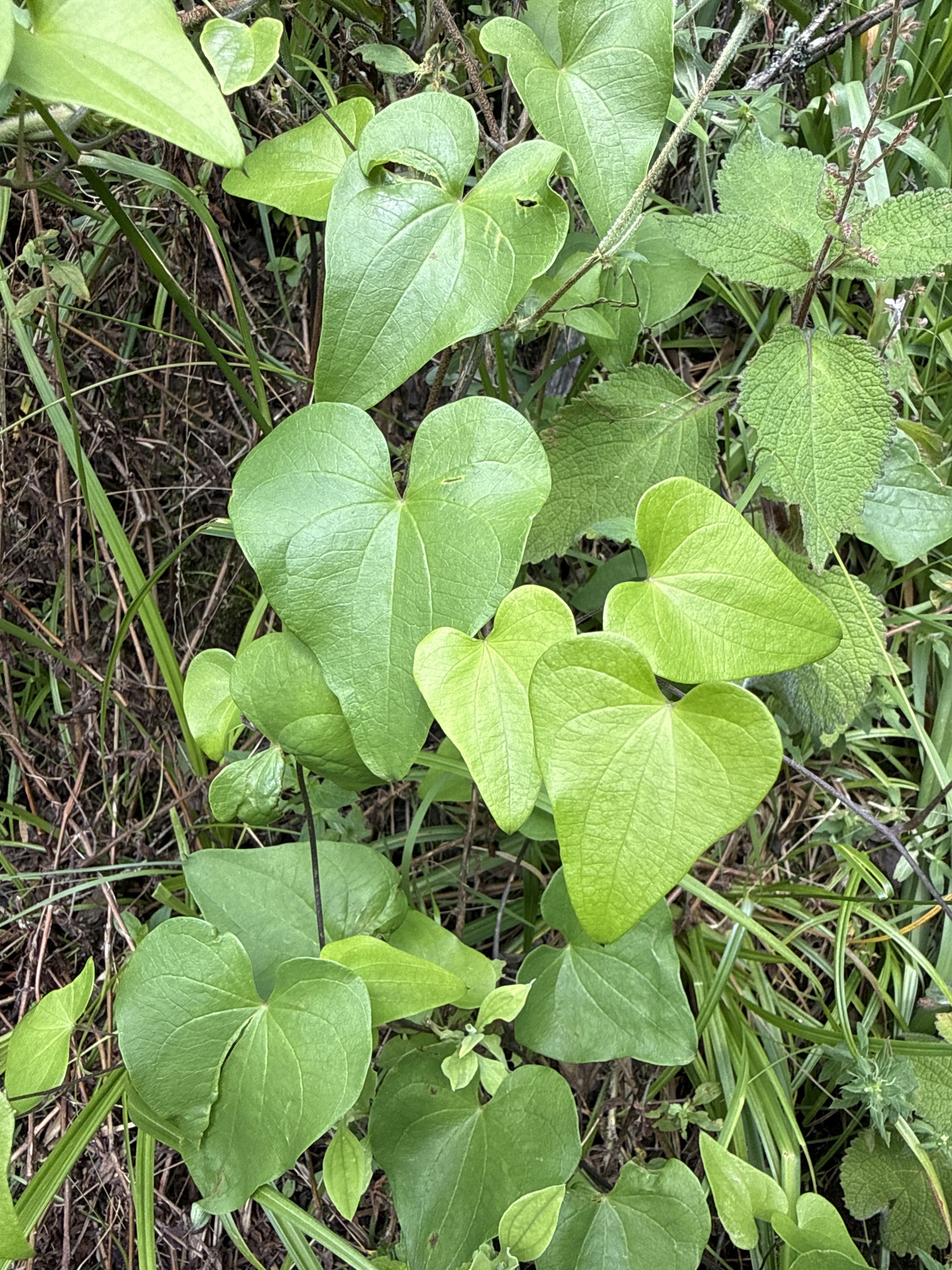 Imagem de Dioscorea sylvatica