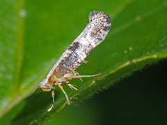 Argyresthia spinosella