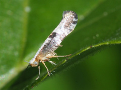 Argyresthia spinosella