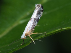 Argyresthia spinosella