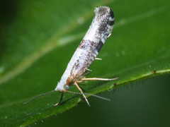 Argyresthia spinosella