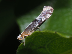 Argyresthia spinosella