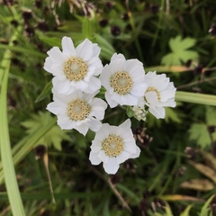 Achillea ptarmica macrocephala