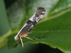 Argyresthia spinosella