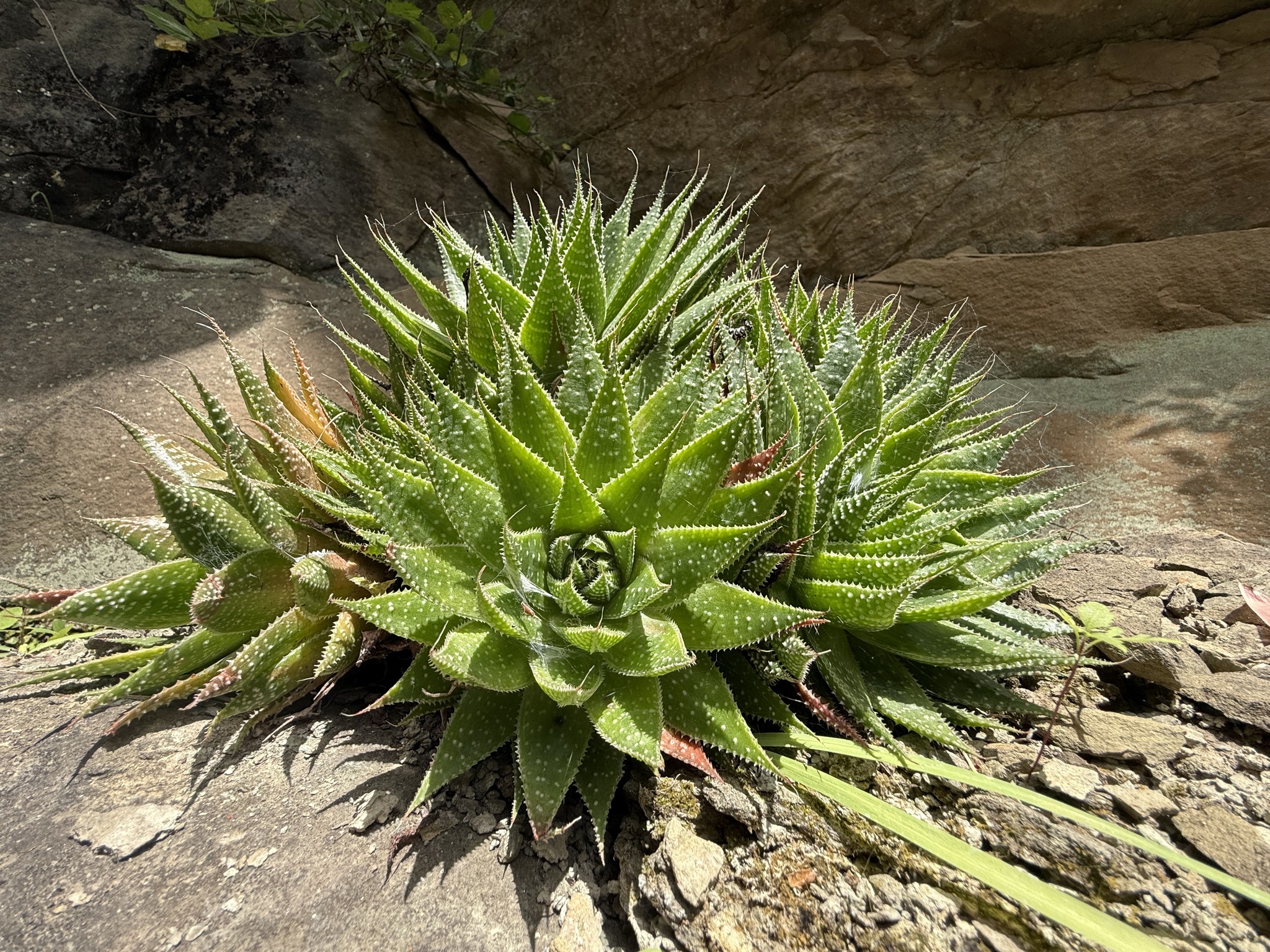 Lace aloe