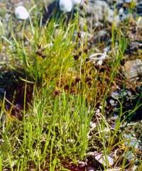 Juncus castaneus