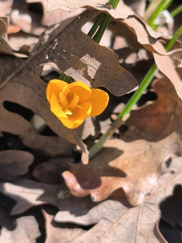 Yellow crocus