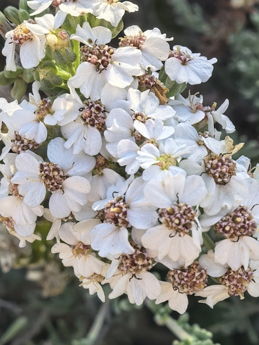 Cape Snow Bush (Eriocephalus africanus)