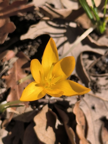 Yellow Crocus (Crocus flavus)