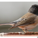 Junco hyemalis oreganus - Photo 由 Alison Sheehey 所上傳的 (c) Alison Sheehey，保留部份權利CC BY-NC-ND