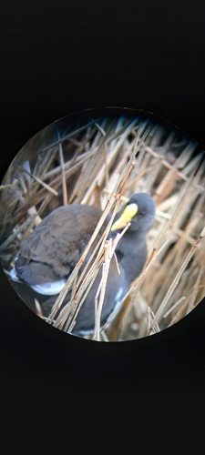 Gallinule poule-d'eau
