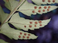 Polystichum echinatum
