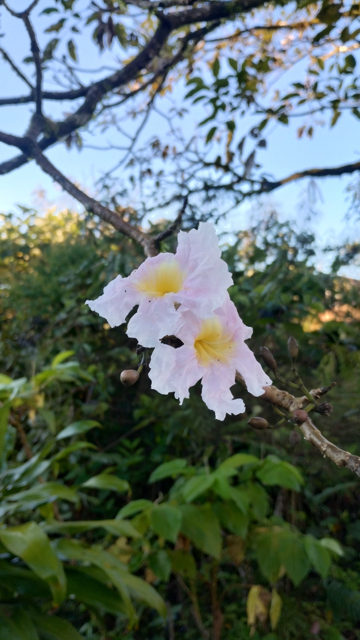 Foto de Tabebuia rosea (Bertol.) Bertero ex A.DC.