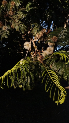 Cojoba arborea
