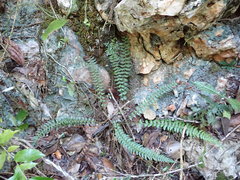 Polystichum echinatum