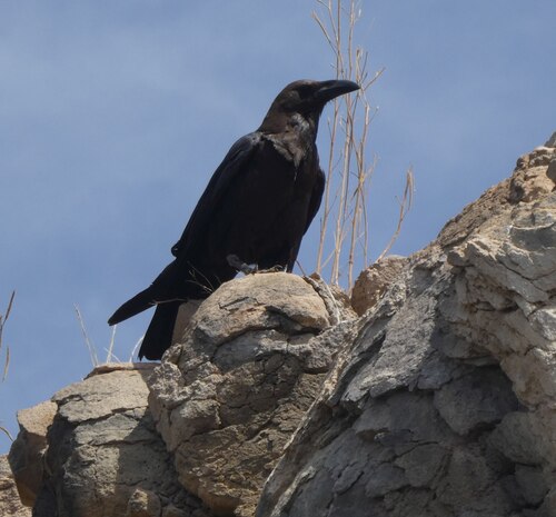 Brown-necked Raven (Corvus ruficollis), photo 4