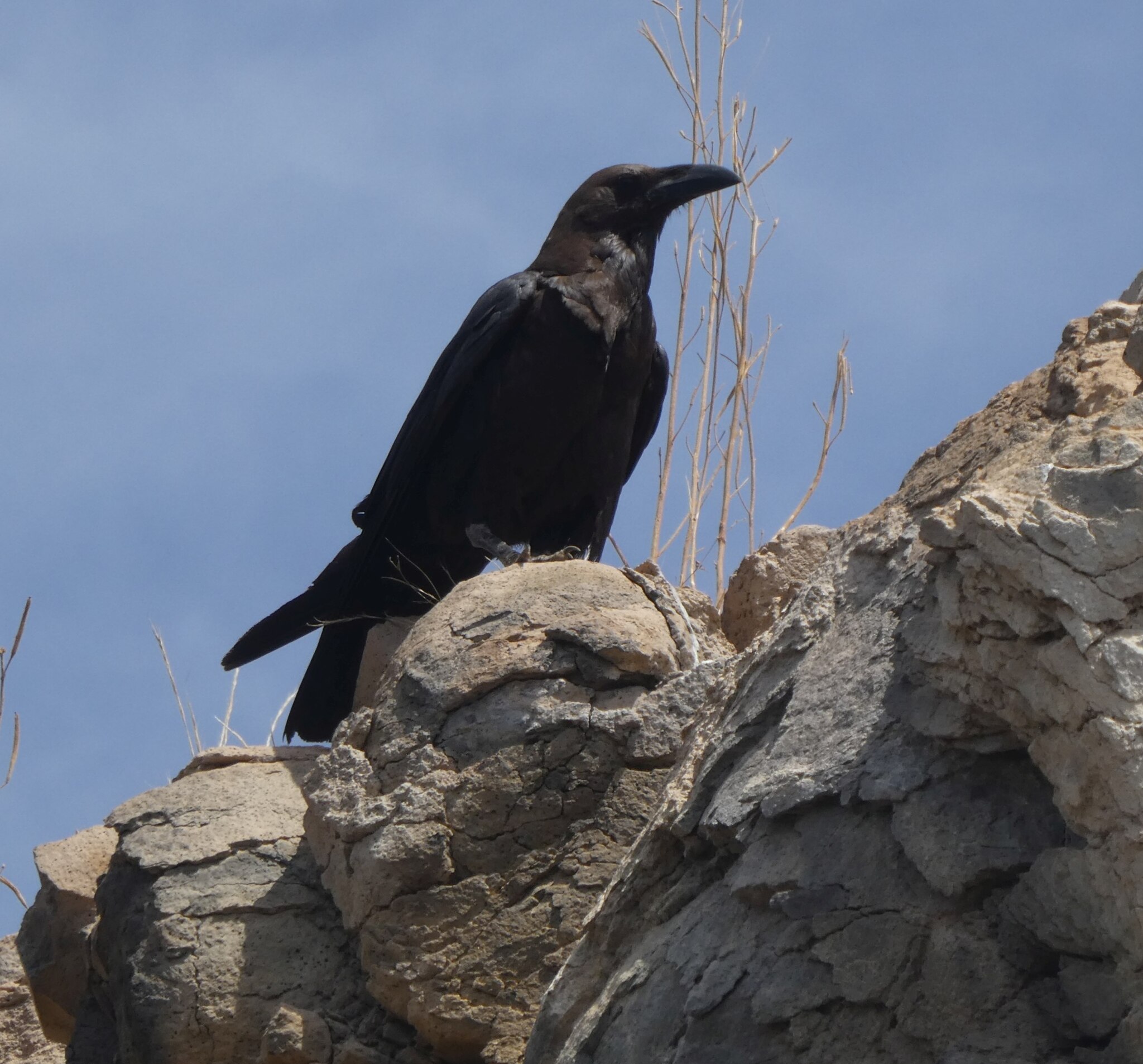 Brown-necked Raven (Corvus ruficollis), photo 7