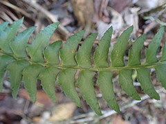 Polystichum echinatum