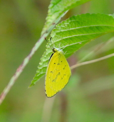 Eurema brigitta pulchella